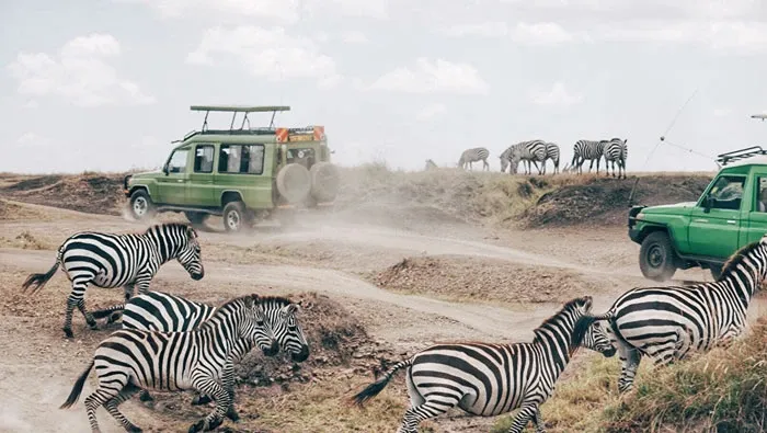 Where to go for your next safari？