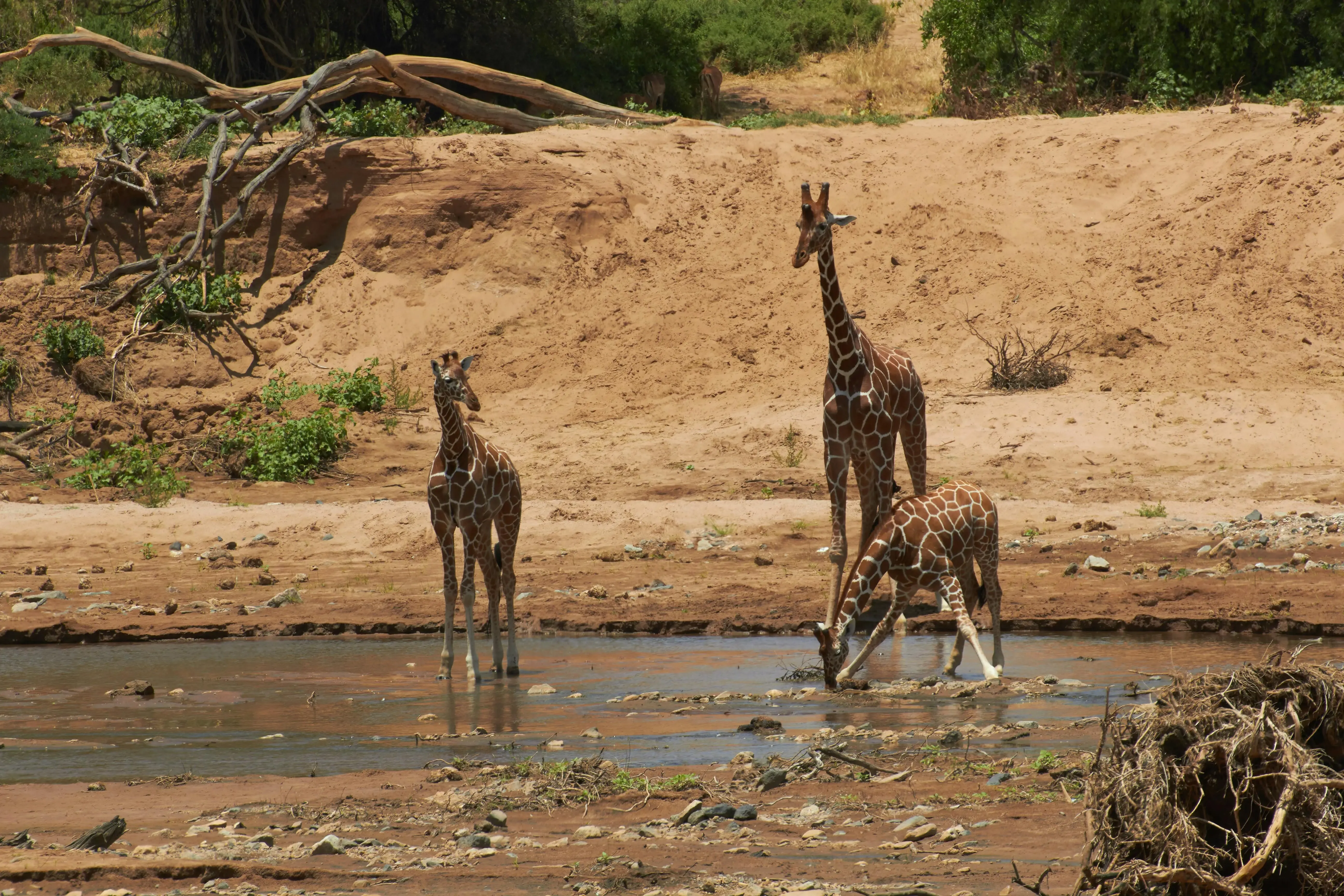 Samburu National Reserve Guide:Kenya’s Wild & Untamed North