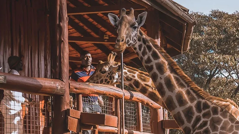 4 Amazing things to do in Nairobi during your safari in Kenya