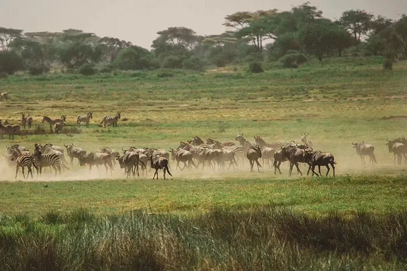 Great Wildebeest Migration FAQ (2026–2027)