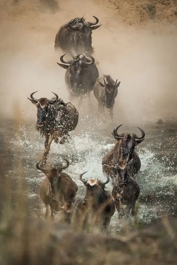 Great Wildebeest Migration Explained (2026–2027): When, Where & How to Plan It Right