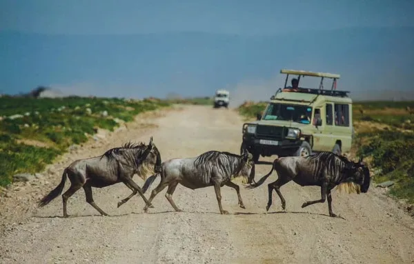 How Many Days for a Tanzania Safari? The Ultimate 2026 Planning Guide