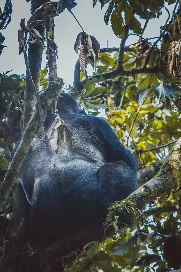 How Much Does Gorilla Trekking in Uganda Cost? 2026 Price Guide