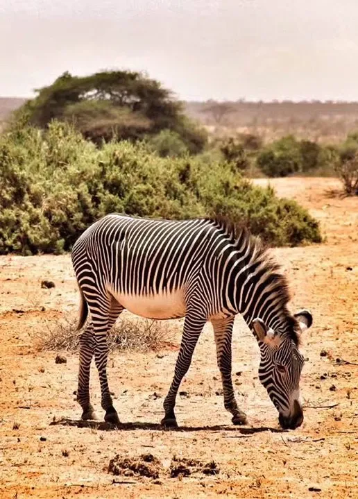 Samburu National Reserve: The Rugged North of Kenya