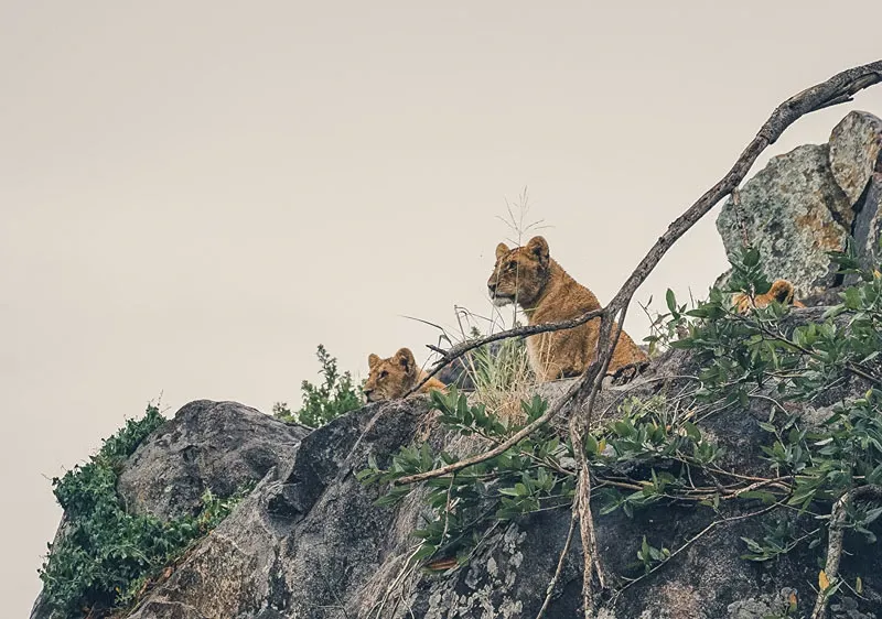 The Ultimate Guide to a Serengeti Safari : Planning Your Expedition