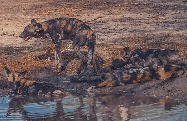 Tanzania’s Southern Circuit: The Ultimate Guide to Africa’s Best-Kept Secret