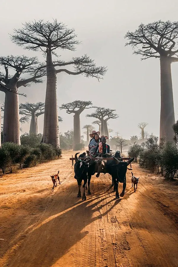 Timing Your Trip: The Best Time to Visit Madagascar