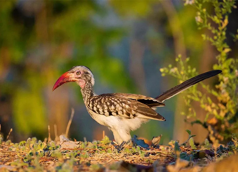Walking Safaris in South Luangwa: What to Know Before You Go
