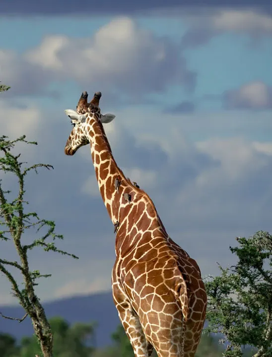 Wildlife in Kenya: What You Can Expect to See on Safari