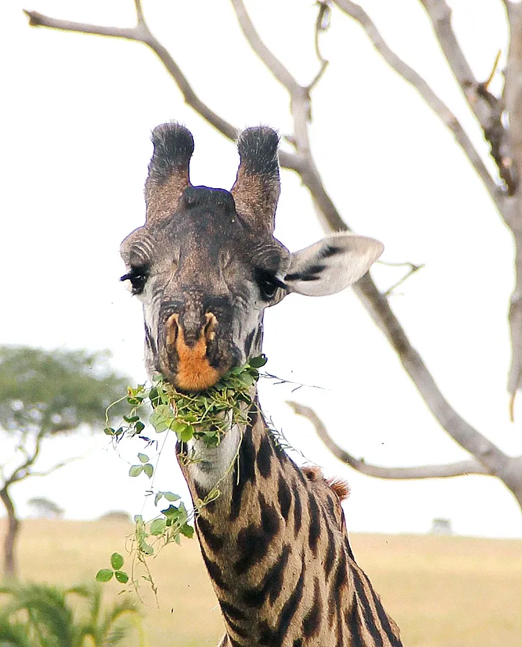 Advice please on 10 day safari itinerary for November '25