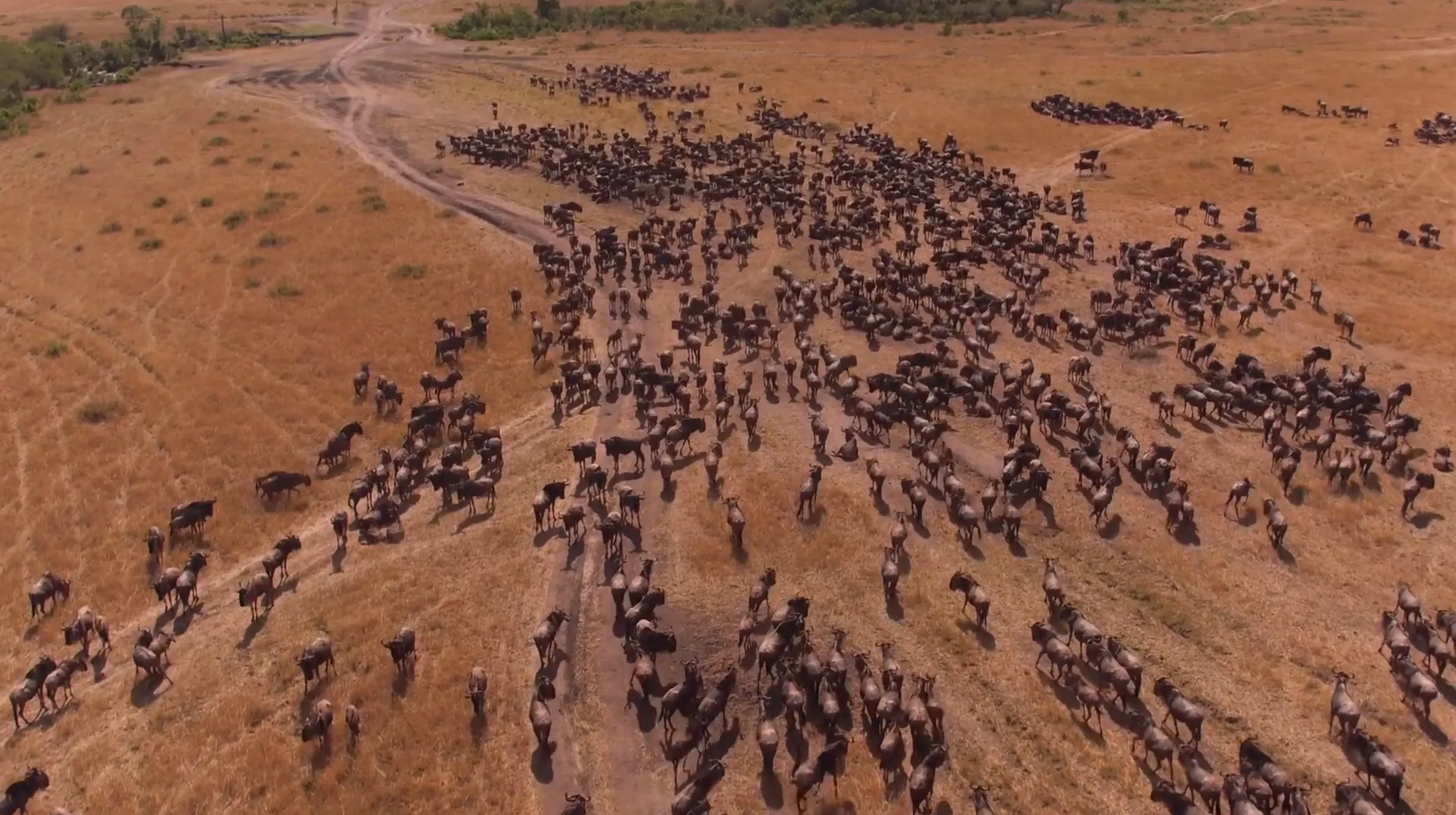 When is the Best Time to See the Great Migration? Complete Safari Guide 2026
